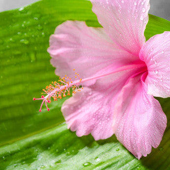 Hibiscus + Rosehip Foaming Scrub - Sample