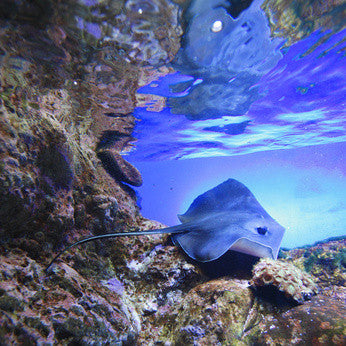 Ocean Mineral Moisturizer - Sample