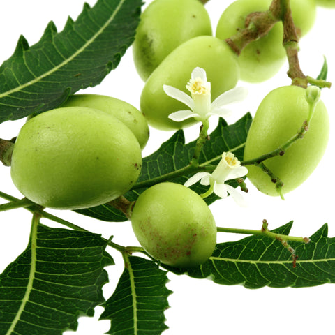 Neem Oil, Virgin, Certified Organic - Sample