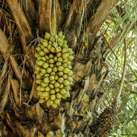 Babassu Oil - Sample