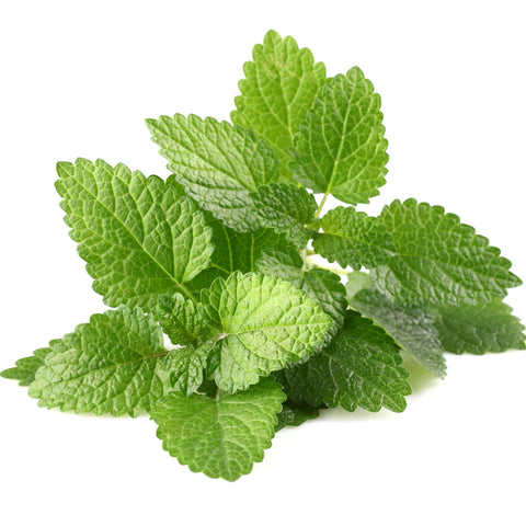 Melissa Leaf in Jojoba Oil