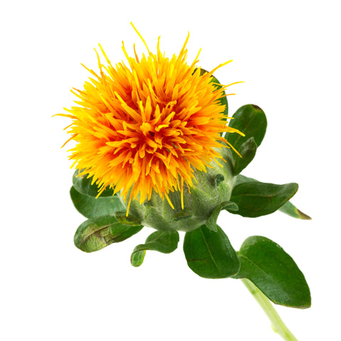 Safflower Oil, High Oleic - Sample