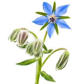 Borage Oil, 18% GLA, Certified Organic - Sample