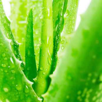 Aloe Vera Wash - Sample