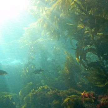 Seaweed + Ocean Minerals Toner - Sample