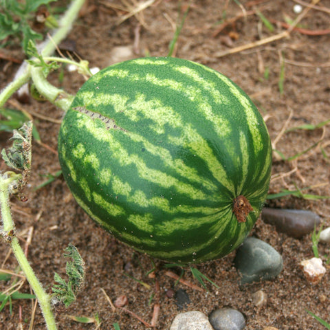 Kalahari Melon Oil, Virgin, Certified Organic - Sample