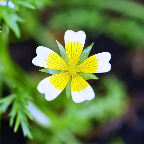 meadowfoam flower seeds Meadowfoam Seed Oil