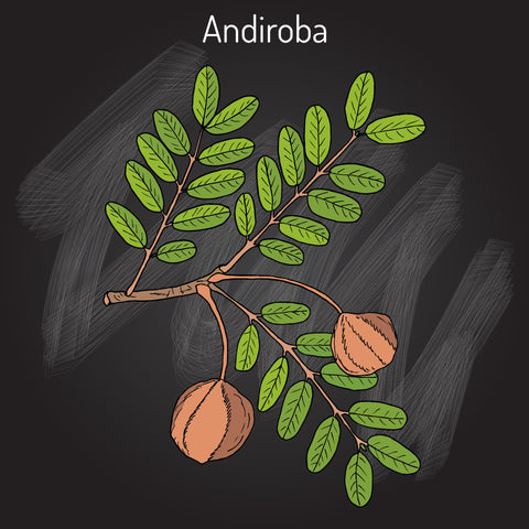 Andiroba Oil, Virgin - Sample