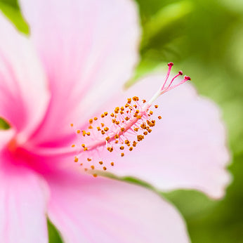 Hibiscus + Rosehip Serum - Sample