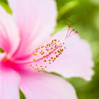 Hibiscus + Rosehip Moisturizer - Sample