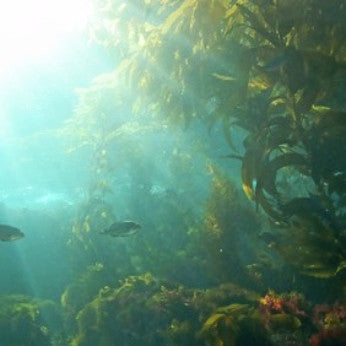 Seaweed + Ocean Minerals Cleanser - Sample