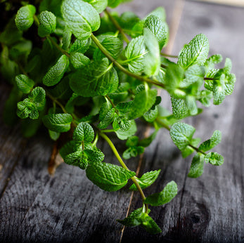 Peppermint + Tea Tree Hair + Body Wash - Sample