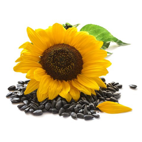 Sunflower Oil, Certified Organic - Sample